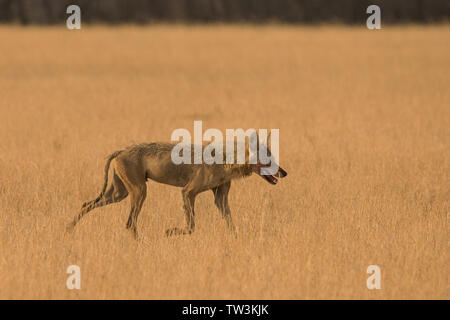 Indische Wolf (Canis lupus pallipes) an Velavadar Nationalpark, Gujarat, Indien. Stockfoto