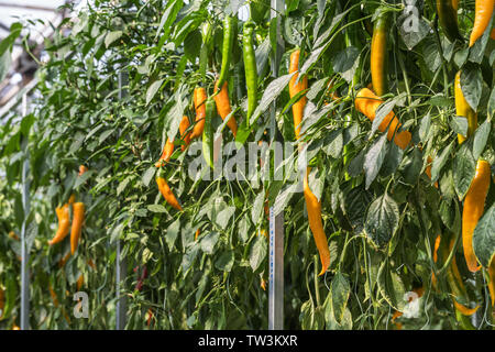 Drei-dimensionale Anpflanzung von Chili peppers, in Shandong Qingdao Gemüse Expo gefilmt. Stockfoto