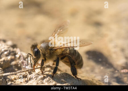 Die europäische Honigbiene (Apis mellifera) Trinkwasser in einer Pfütze. Stockfoto