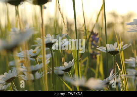 Mehrere Margeriten in einem gemischten wiese feld Stockfoto