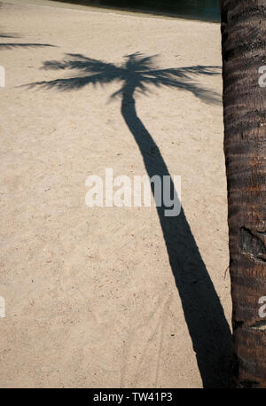 Eine harte umrissen Schatten der Palmen am Sandstrand fällt mit kopieren. Stockfoto