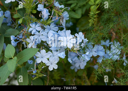 Blaue Blume von Plumbago auriculata Strauch Stockfoto