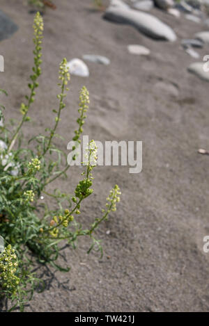 Reseda lutea Pflanze in Blüte Stockfoto