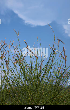 Spartium junceum in voller Blüte Stockfoto