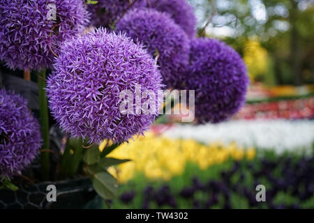 Schönen blühenden Hollanicum Gladiator Blume auf verschwommenes natürlichen Hintergrund Stockfoto