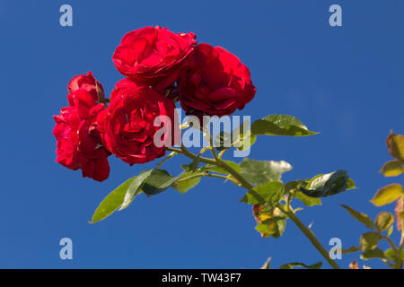 Rote Rosen gegen einen klaren blauen Himmel Stockfoto