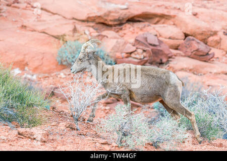Weibliche Desert Bighorn Schafe (Ovis canadensis nelsoni) im Valley of Fire State Park. Nevada. USA Stockfoto