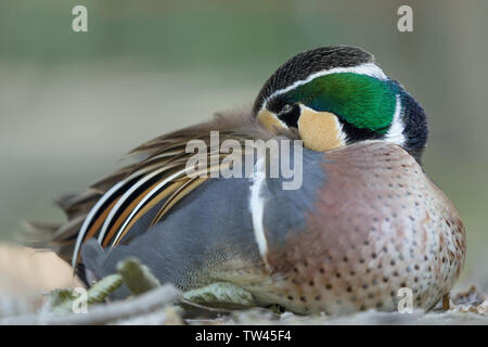 Die wunderbare Baikal teal (Sibirionetta formosa) Stockfoto