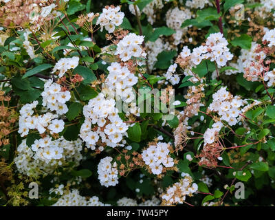 Büsche weißen Blumen der fabrikantenvilla oder mädesüß Stockfoto