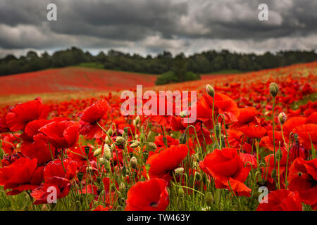 Frühabendlicher Blick auf die Landschaft, ländliches Mohnfeld im Vereinigten Königreich mit dunklen dramatischen Sturmwolken, die sich in den Himmel sammeln. Schöne Poppies (Papaver) leuchten natürlich Stockfoto