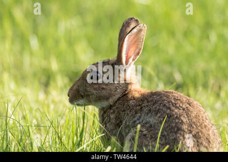 Seitliche Nahaufnahme von wildem Kaninchen und großen Ohren (Oryctolagus cuniculus). Isoliertes Tier auf der Wiese, Feld, das Gras frisst im Sommer Sonnenschein. Britische Tierwelt. Stockfoto