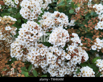 Im Garten arbeiten. Home Garten. Grüne Blätter. Spirea Wangutta. Fabrikantenvilla vanhouttei, dekorative Strauch aus der Familie der Rosaceae. Stockfoto