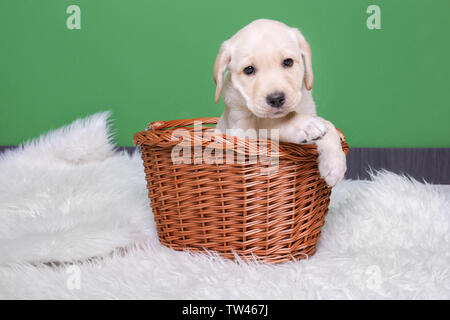 Süße Labrador Retriever Welpen in Weidenkorb auf Flauschigen plaid in der Nähe der Farbe Wand Stockfoto