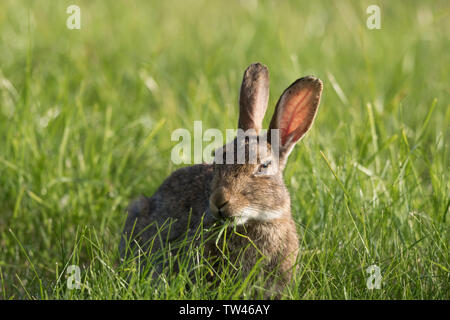 Detaillierte Vorderansicht Nahaufnahme des wilden Kaninchens aus Großbritannien (Orycolagus cuniculus), isoliert auf einer Sommerwiese, Feld. Hase, die langes Gras essen. Britische Tierwelt. Stockfoto