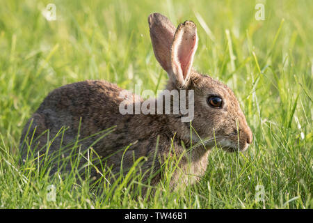 Schließen Detaillierte - Seitenansicht eines wilden UK Kaninchen (Oryctolagus cuniculus) im Freien natürliche Wiese Lebensraum isoliert. Cute bunny essen Gras in der Sonne. Stockfoto