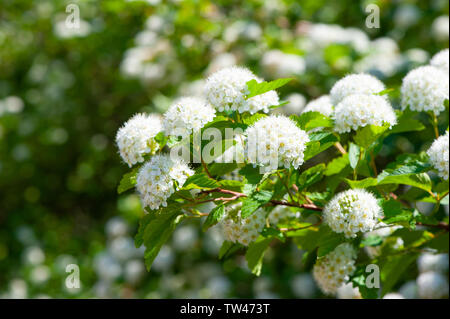 Blühende Fabrikantenvilla Meserveae im Sommer im Garten Stockfoto