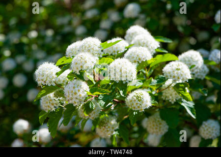 Blühende Fabrikantenvilla Meserveae im Sommer im Garten Stockfoto