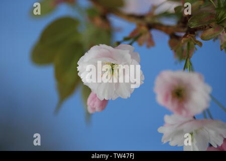 Zartrosa Blüten auf Ästen Stockfoto