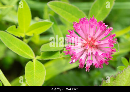 Rosa Blumen (rot) KLEE (Trifolium pratense), UK Stockfoto