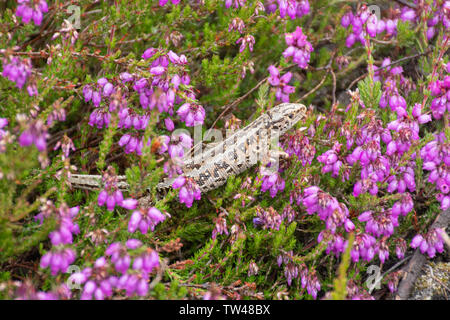 Zauneidechse (Lacerta agilis), eine weibliche gravid bereit, ihre Eier zu legen, auf rosa Glockenheide in West Sussex, UK Stockfoto