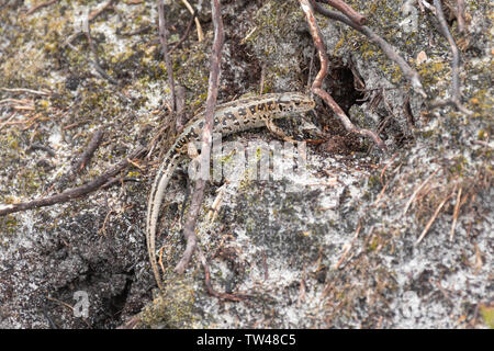 Zauneidechse (Lacerta agilis), eine weibliche gravid bereit, ihre Eier zu legen, an einem Sandstrand in West Sussex Heide Ort, DE-Trace Stockfoto