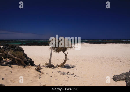 El Cotillo - Faro del Toston: Blick auf trockenen Crooked Tree am weißen Sandstrand mit Green Ocean Horizont im Norden von Fuerteventura Stockfoto