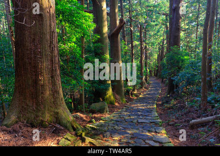 Berühmte Daimonzaka Trail in riesigen Zypresse Wald, die zu Nachi fällt, Japan Stockfoto