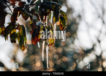 Eiszapfen an die Blätter eines Baumes in der Nähe bis Stockfoto