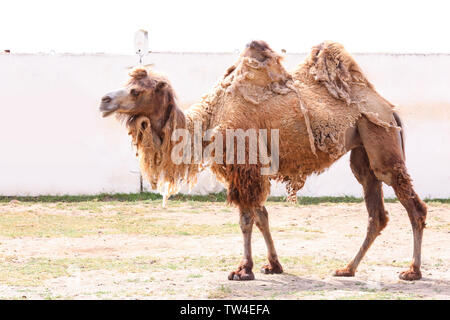 Zwei-Humped camel in zoologischen Garten Stockfoto