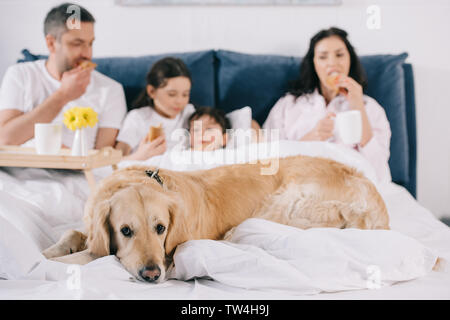 Selektiver Fokus der Golden Retriever in der Nähe von Familie essen Frühstück im Bett Stockfoto