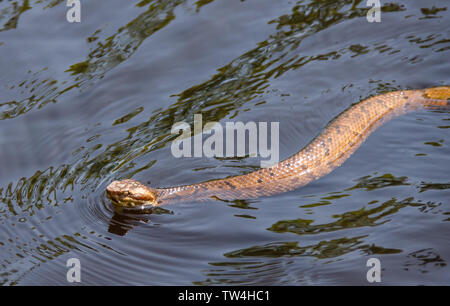 Schlange Schwimmen Im Wasser Giftiges Wasser Mokassin Schlange Schwimmen In Tropischen Creek Wasser Outdoor Natur Wildlife Tiere Stockfotografie Alamy