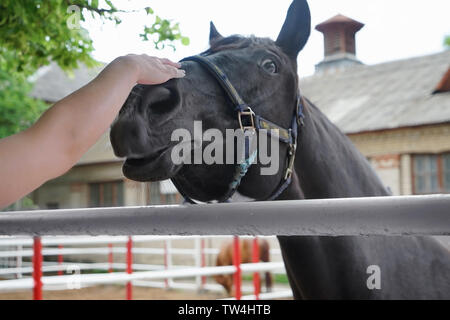 Weibliche Hand streicheln Pferd. Konzept der Freiwilligentätigkeit im Tierheim Stockfoto