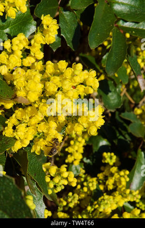 Gelbe Mahonia aquifolium Blumen im Frühling mit Bee Pollen sammeln Stockfoto