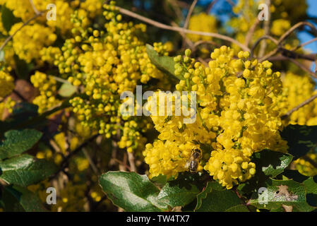 Gelbe Mahonia aquifolium Blumen im Frühling mit Bee Pollen sammeln Stockfoto