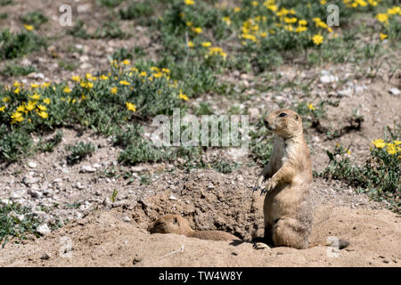 Eine schwarze tailed prairie dog Auf der Suche am Eingang der Kolonie Fuchsbau in der Rocky Mountain Arsenal National Wildlife Refuge in Glendale, Kalifornien. Stockfoto