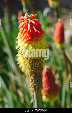 Orange und gelbe Blumen der Kniphofia uvaria stehend in einem botanischen Garten, Liliaceae Stockfoto