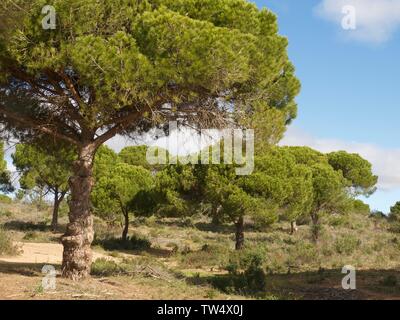 Pinienwald im Praia da Falesia Albufeira in Portugal Stockfoto