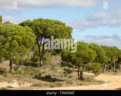 Pinienwald im Praia da Falesia Albufeira in Portugal Stockfoto