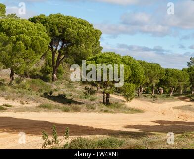 Pinienwald im Praia da Falesia Albufeira in Portugal Stockfoto