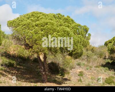 Pinienwald im Praia da Falesia Albufeira in Portugal Stockfoto