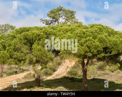 Pinienwald im Praia da Falesia Albufeira in Portugal Stockfoto