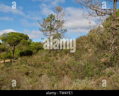 Pinienwald im Praia da Falesia Albufeira in Portugal Stockfoto