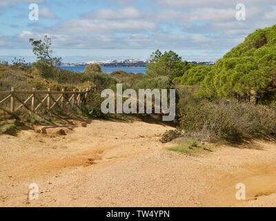 Pinienwald im Praia da Falesia Albufeira in Portugal Stockfoto