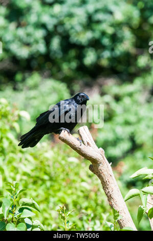 Eine Rabenkrähe, Anas strepera, thront auf einem Zweig in einem Vorort Garten. Stockfoto