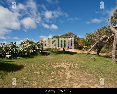 Pinienwald im Praia da Falesia Albufeira in Portugal Stockfoto