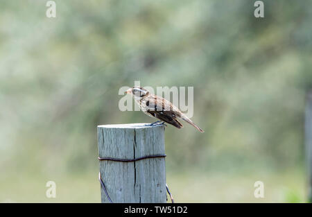 Frau Rose-breasted Grosbeak (Pheucticus ludovicianus) auf einem hölzernen Pfosten auf der Jagd nach Insekten und andere Essen Stockfoto