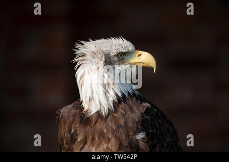 Close up Kopfschuss eines Weißkopfseeadler Haliaeetus leucocephalus Suchen seitlich mit dem weißen Kopf und großen gelben angespannt Schnabel Stockfoto