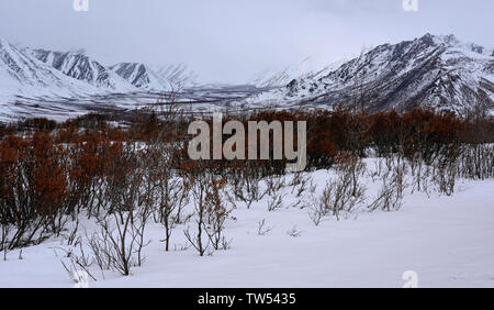 Tombstone Territorial finden Ende März, Yukon, Kanada Stockfoto