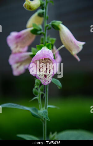 Gemeinsame Blume Fingerhut Digitalis purpurea eine bunte und Zierpflanzen und die Quelle der Gruppe von Arzneimitteln, die als digitalin. Stockfoto