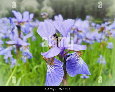 Im Frühling oder im Sommer zur Iris Blume und Biene. Biene auf einer Blau Lila Blume. Stockfoto